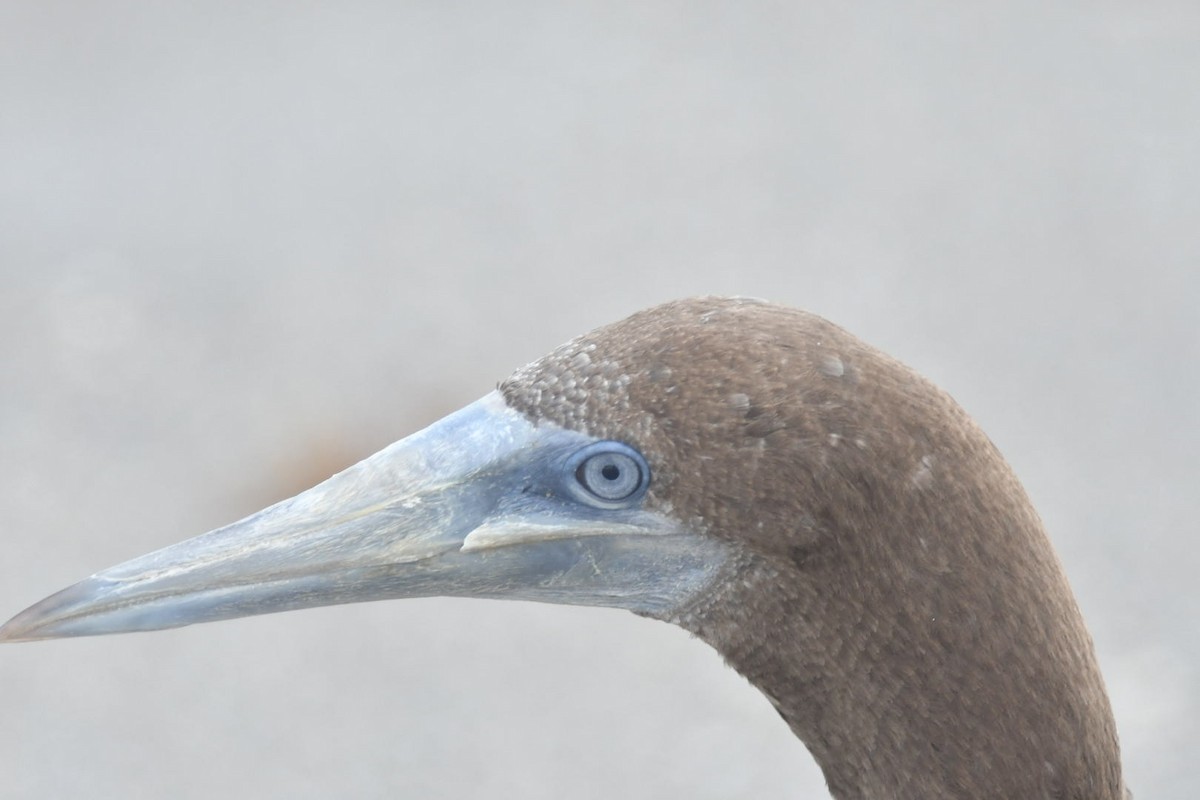 Brown Booby - ML124078731
