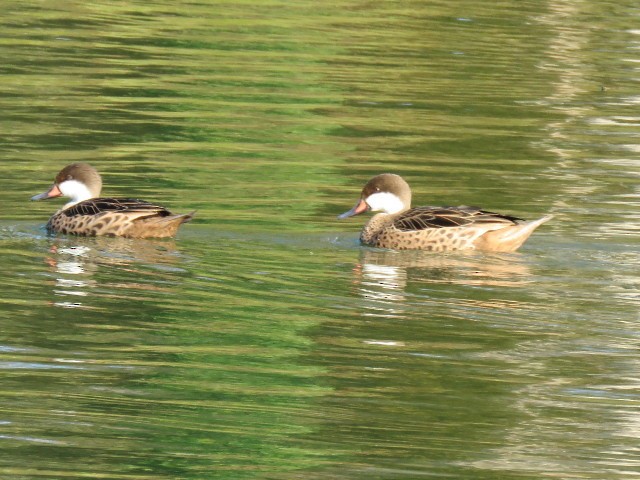 White-cheeked Pintail - ML124078871