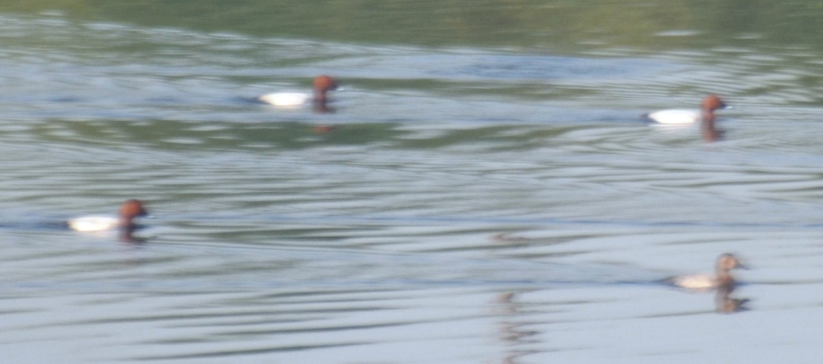 Common Pochard - Ramesh Narula