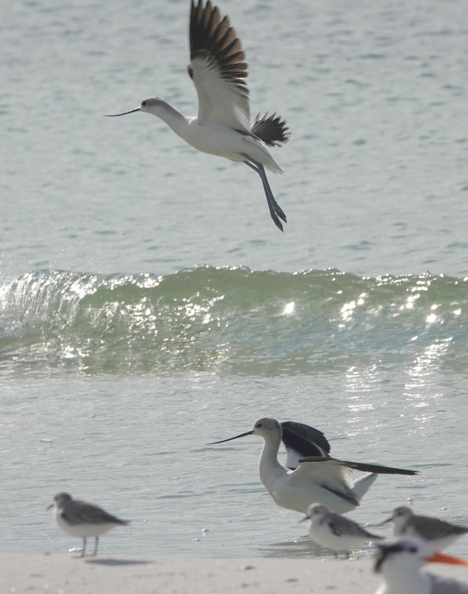 American Avocet - Claire Herzog