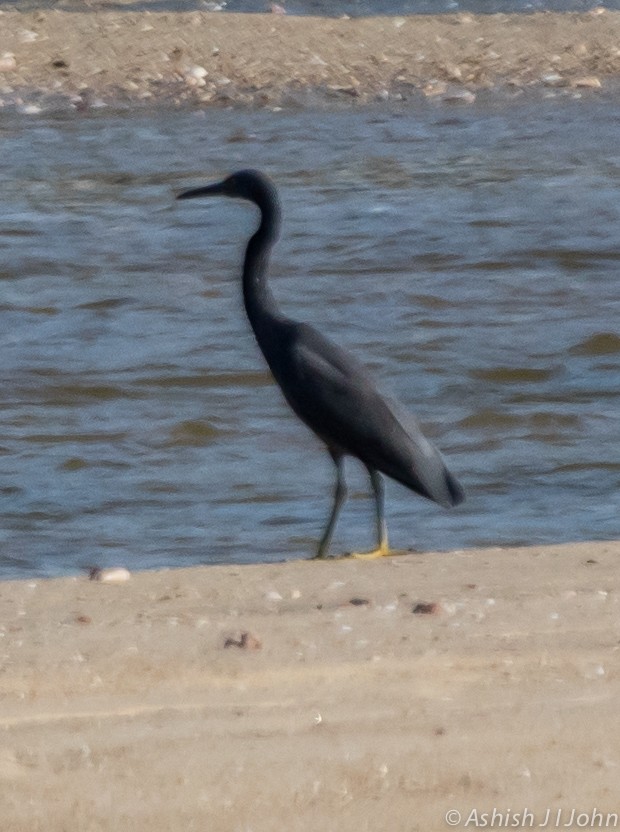 Aigrette sacrée - ML124081011