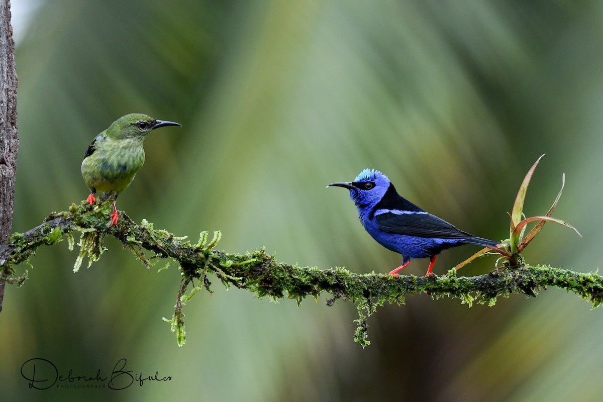 Red-legged Honeycreeper - Deborah Bifulco