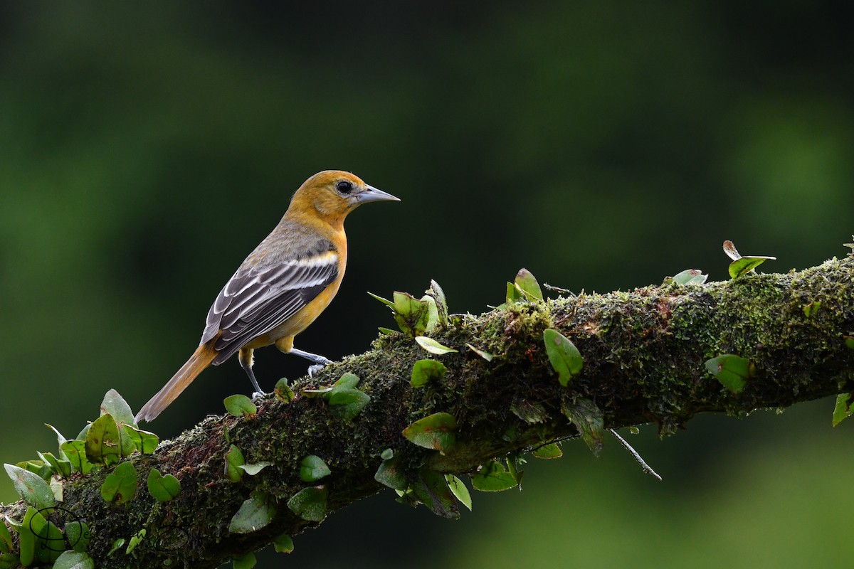 Baltimore Oriole - Deborah Bifulco