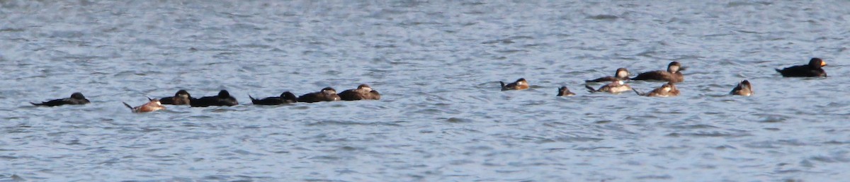 Black Scoter - ML124084031