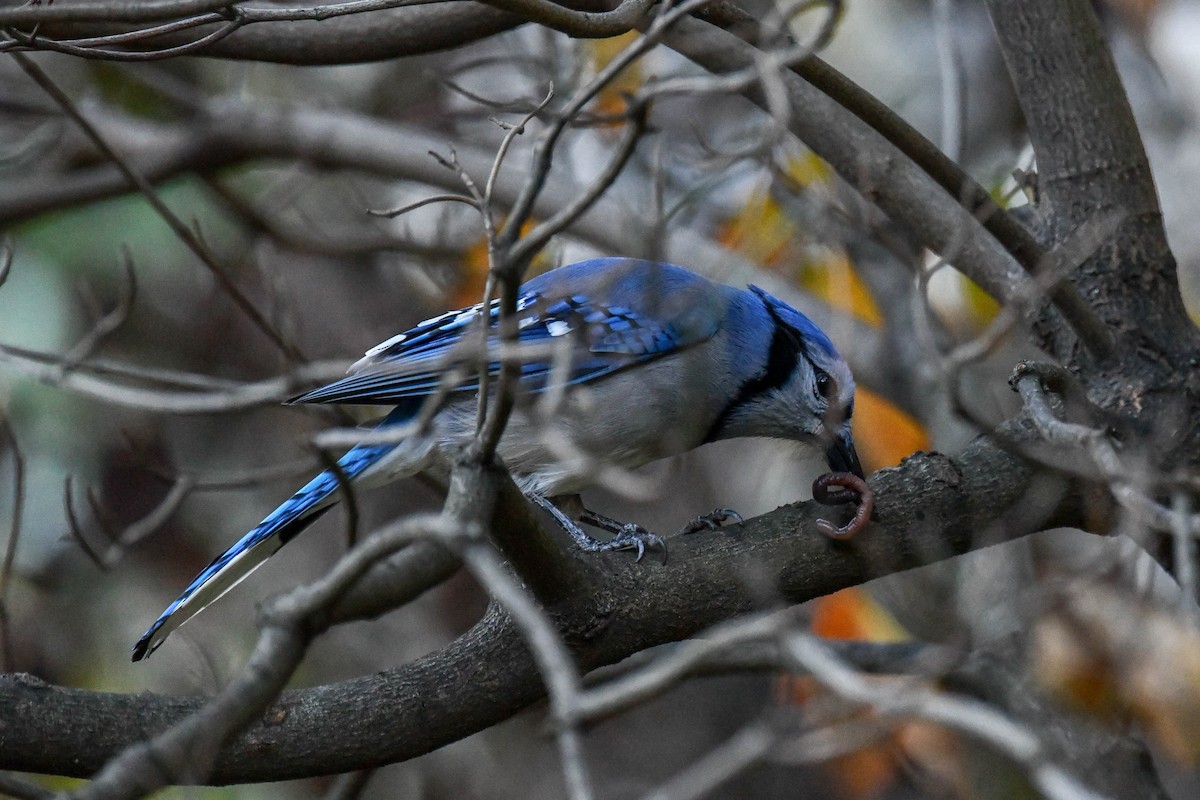 Blue Jay - ML124084691