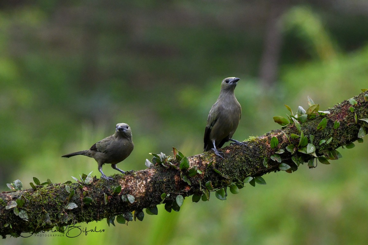 Palm Tanager - Deborah Bifulco