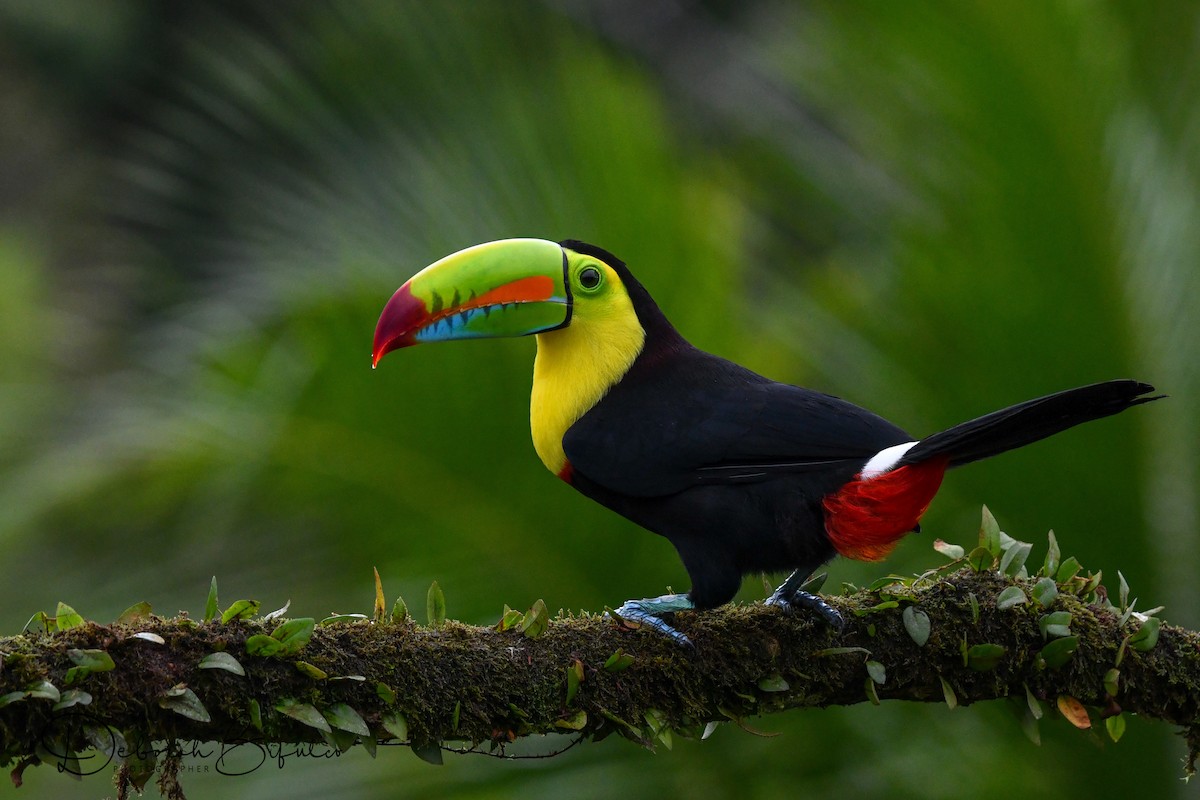 Keel-billed Toucan - Deborah Bifulco