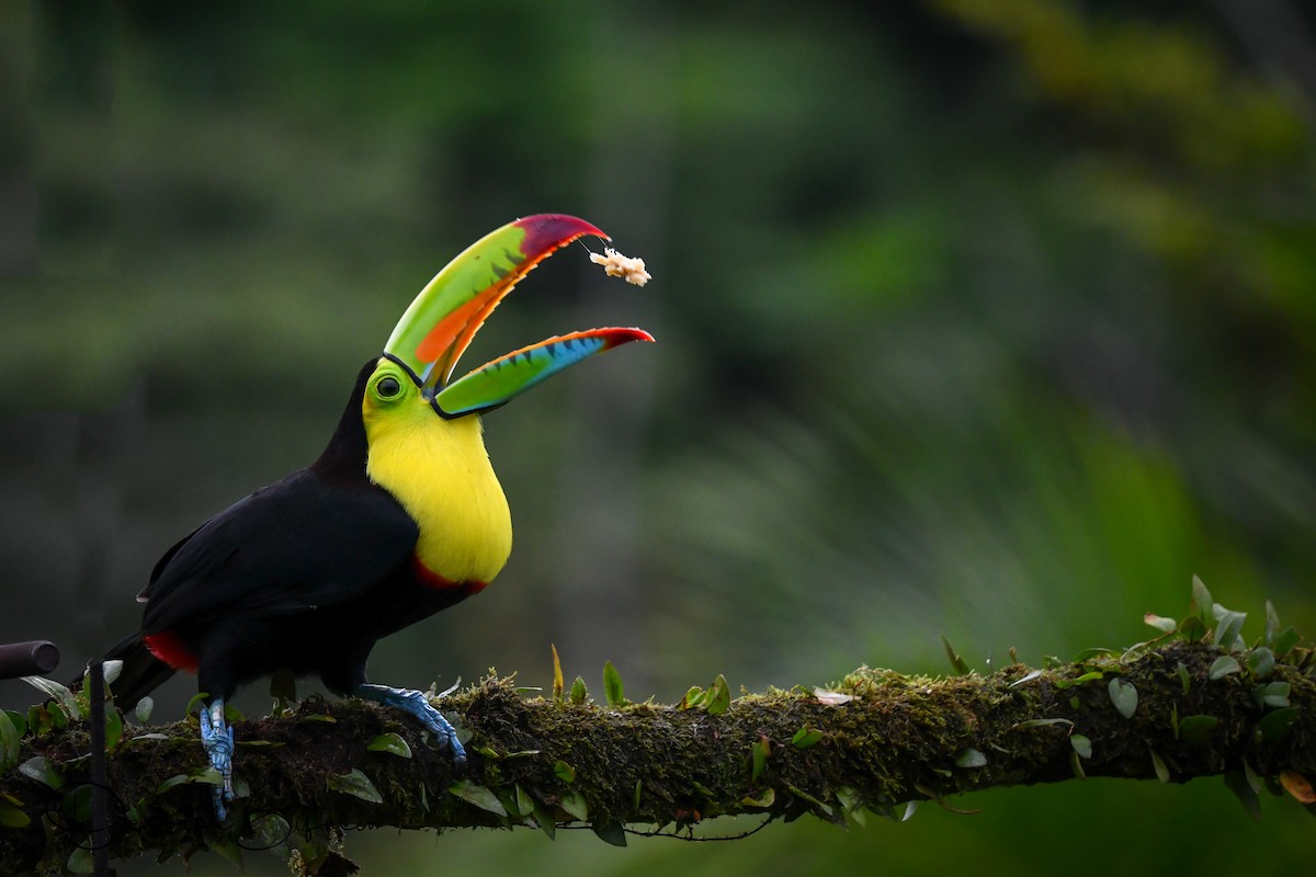 Keel-billed Toucan - Deborah Bifulco