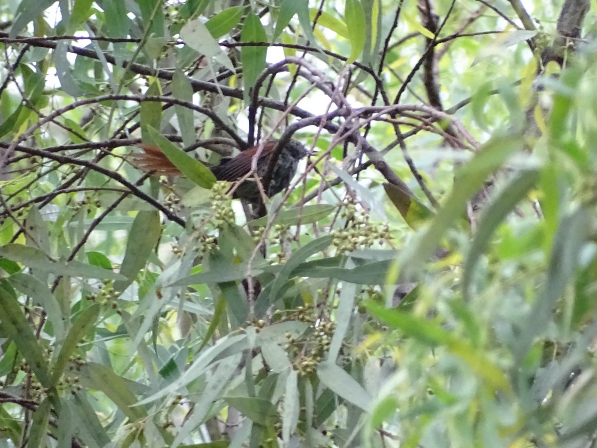 Sooty-fronted Spinetail - ML124086101
