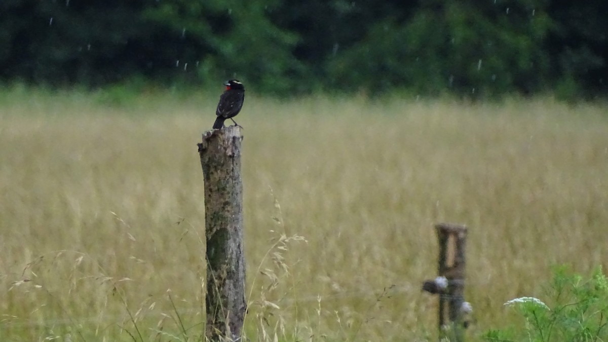 White-browed Meadowlark - ML124086441