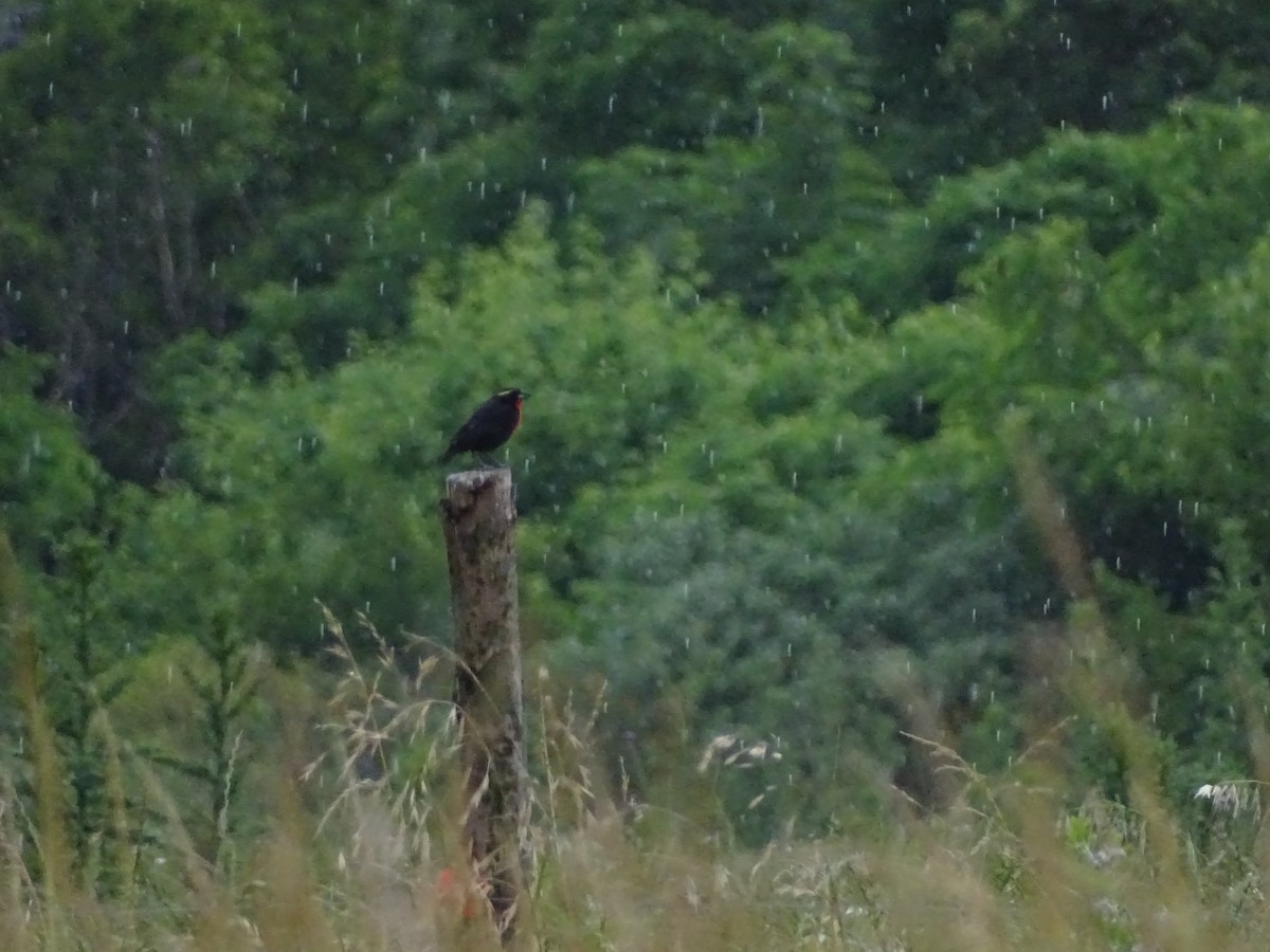 White-browed Meadowlark - ML124086541