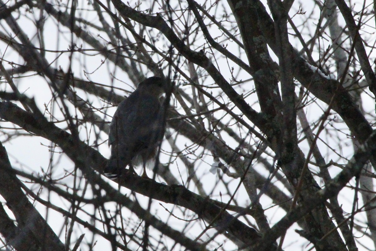 Cooper's Hawk - ML124087051