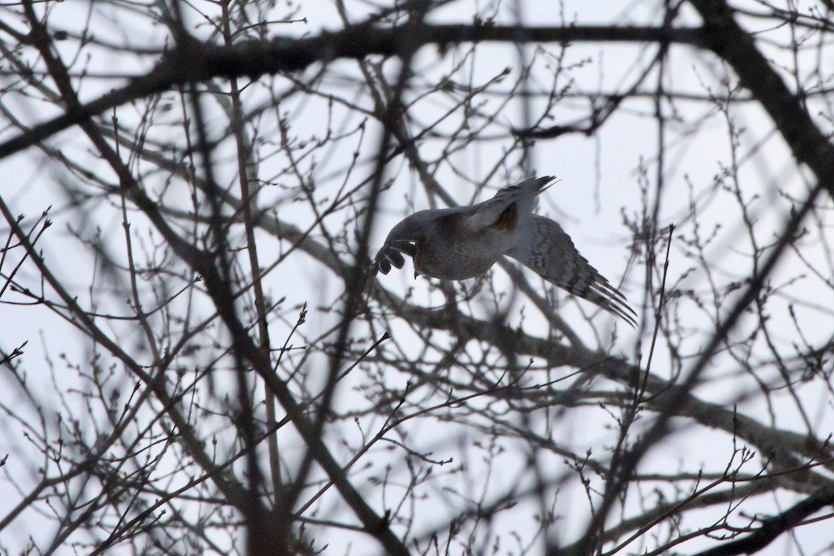 Cooper's Hawk - ML124087061