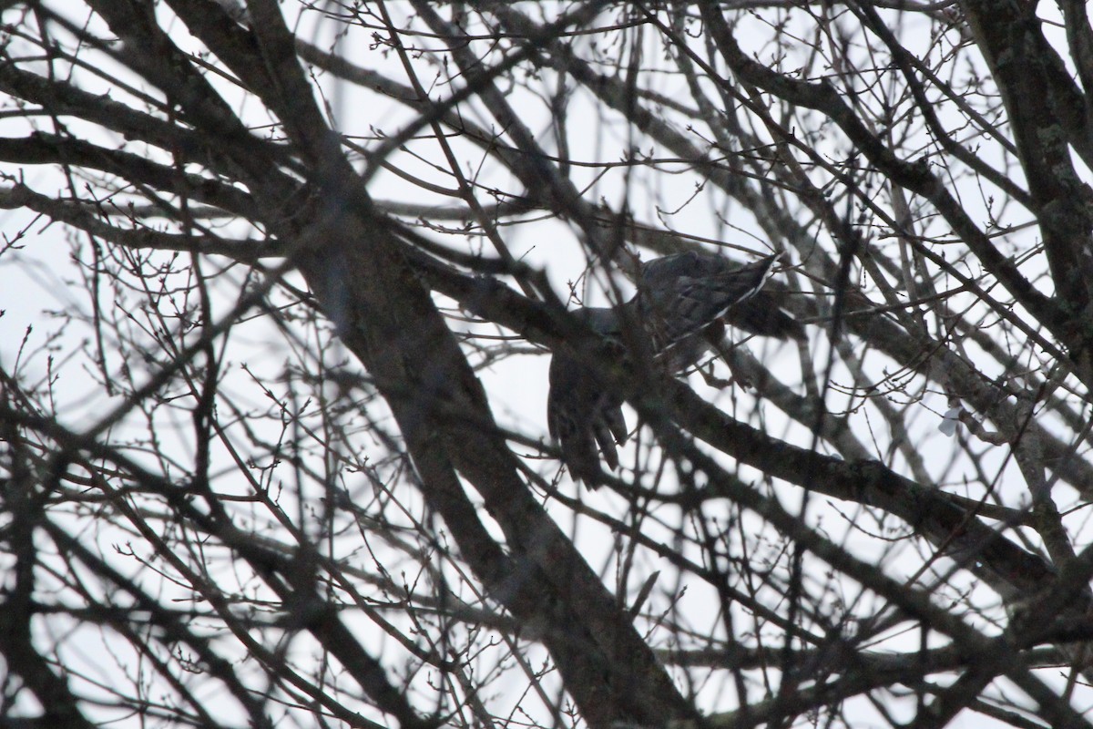 Cooper's Hawk - ML124087071