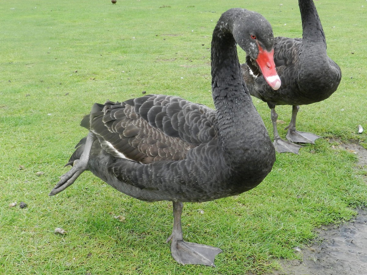 Black Swan - ML124088501