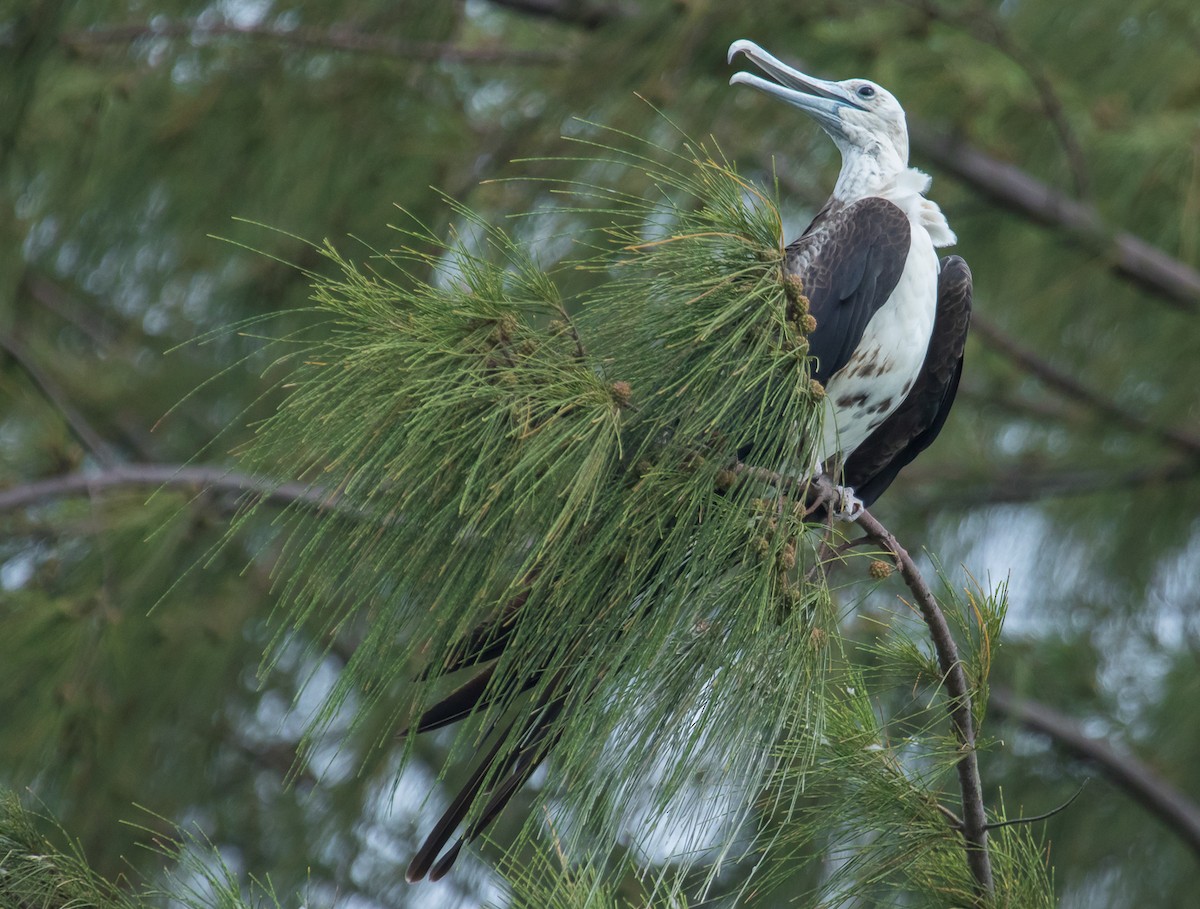 Magnificent Frigatebird - John Keator