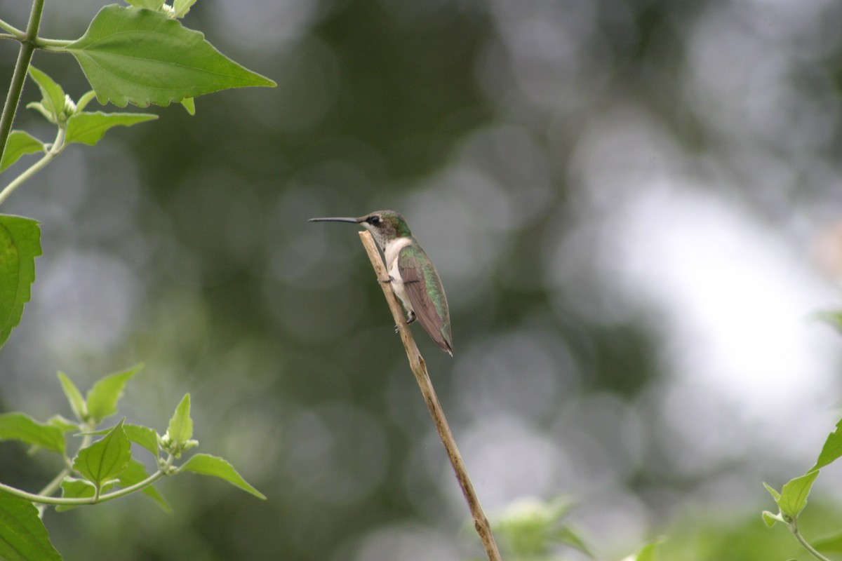 Ruby-throated Hummingbird - Hansel Herrera
