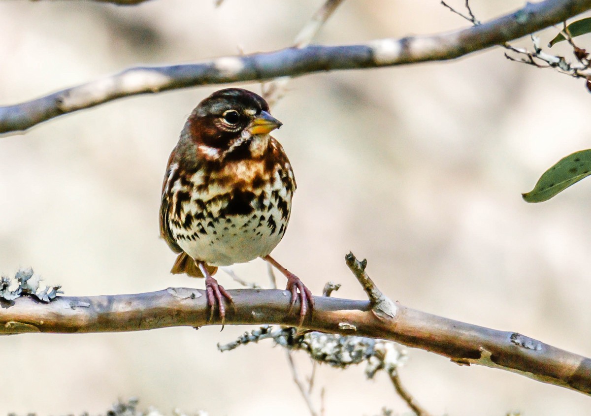 Fox Sparrow - ML124092401