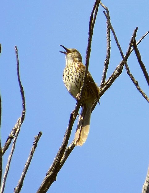 Brown Thrasher - ML124093141