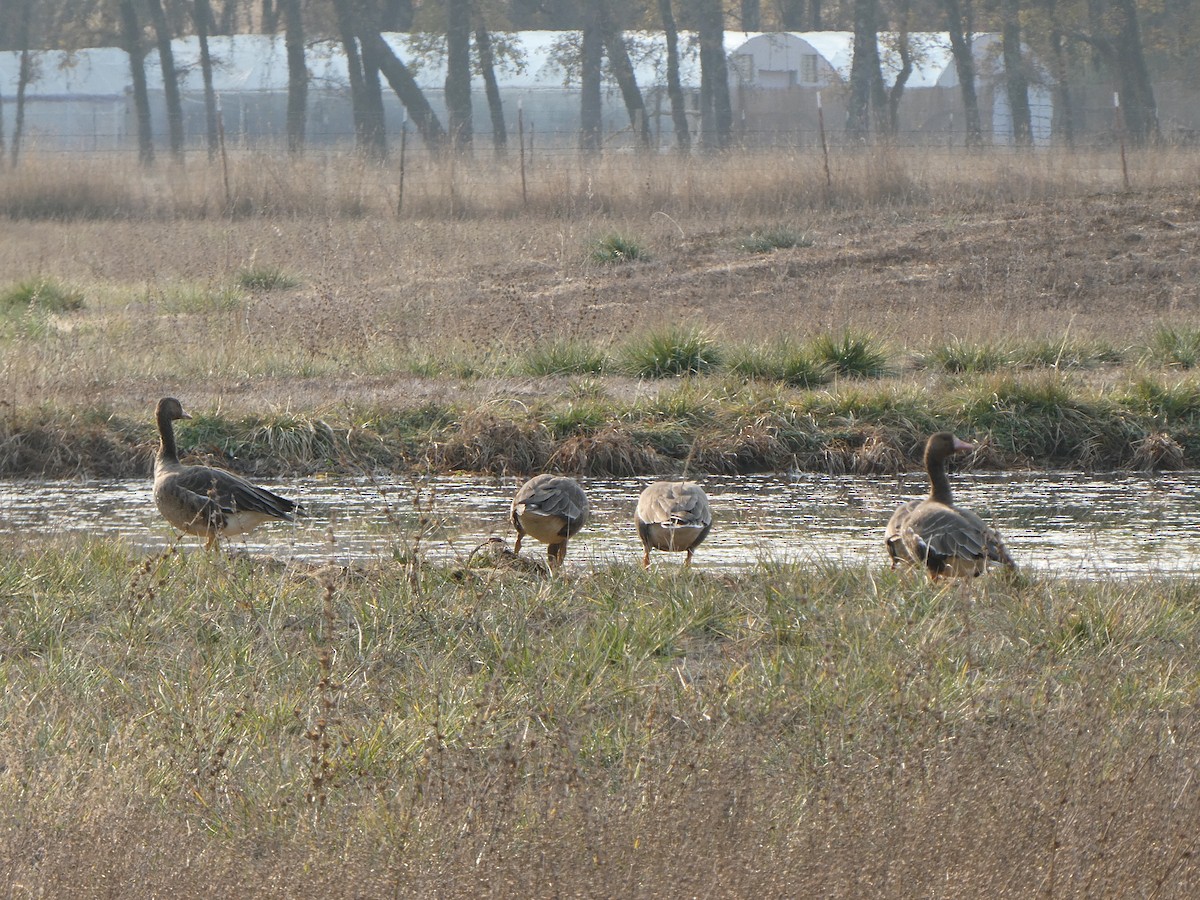 Greater White-fronted Goose - ML124094531