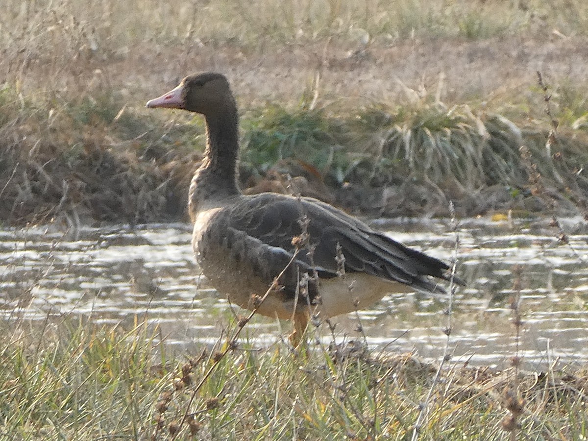 Greater White-fronted Goose - ML124094541