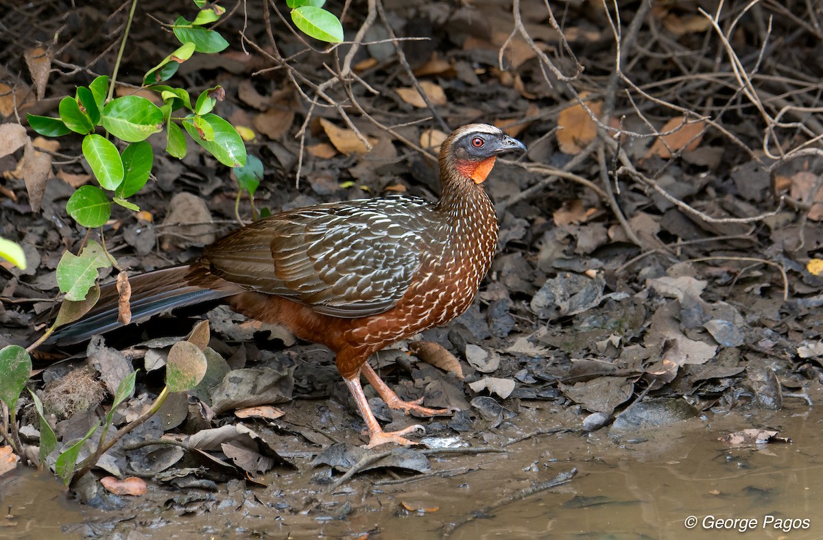 Chestnut-bellied Guan - George Pagos