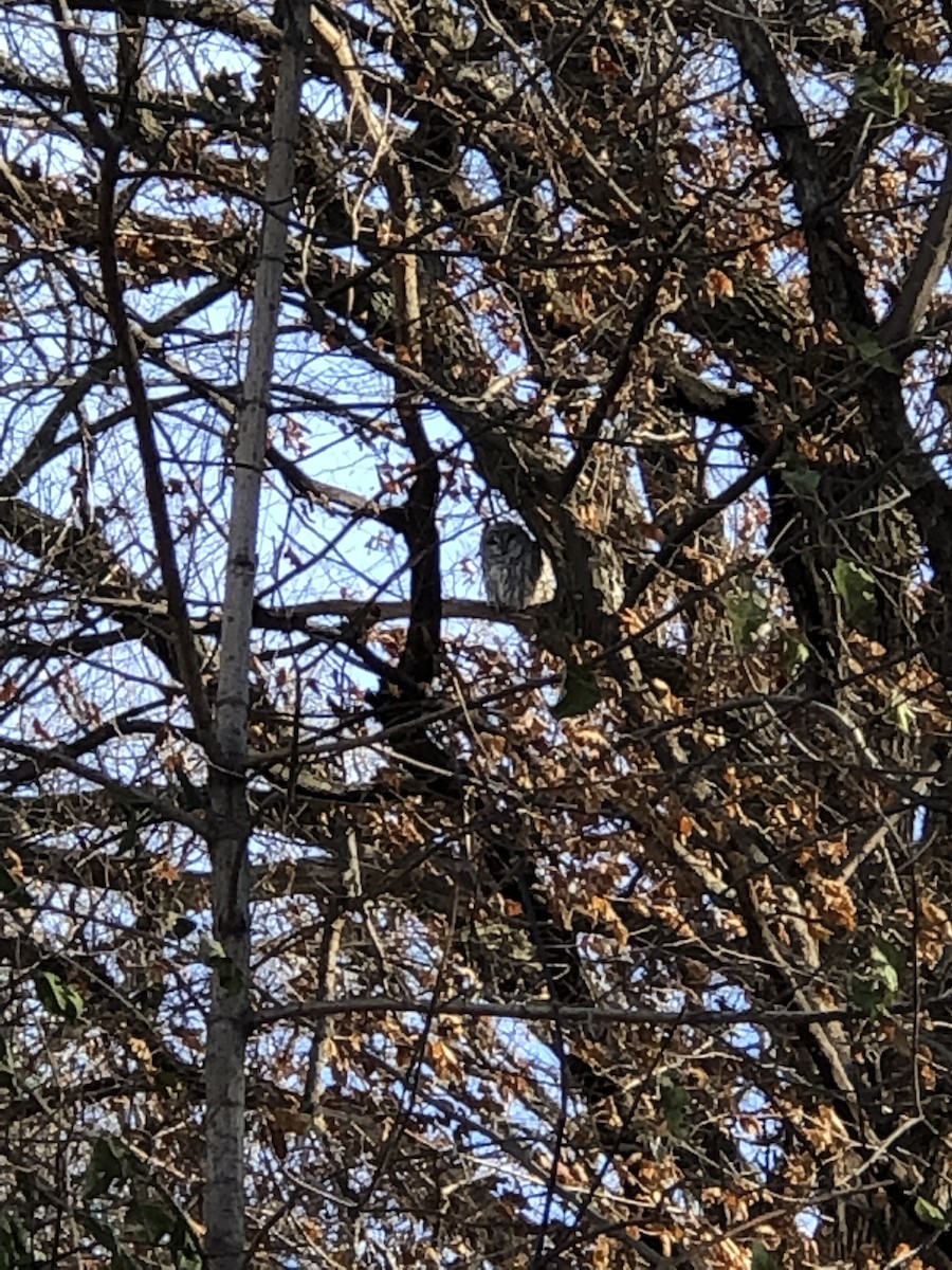 Barred Owl - ML124096741