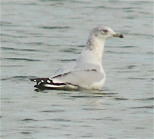 Ring-billed Gull - Anonymous