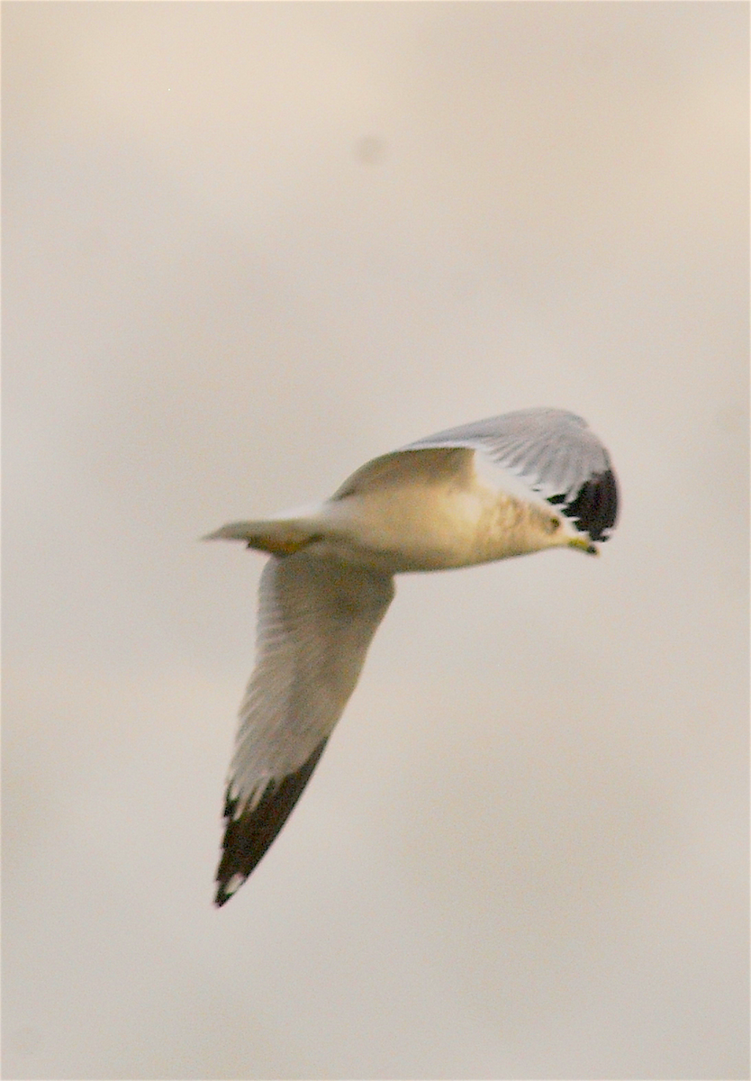 Ring-billed Gull - Anonymous