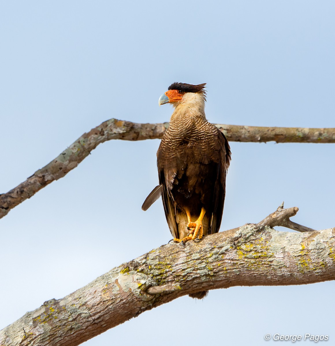Crested Caracara (Southern) - ML124098141