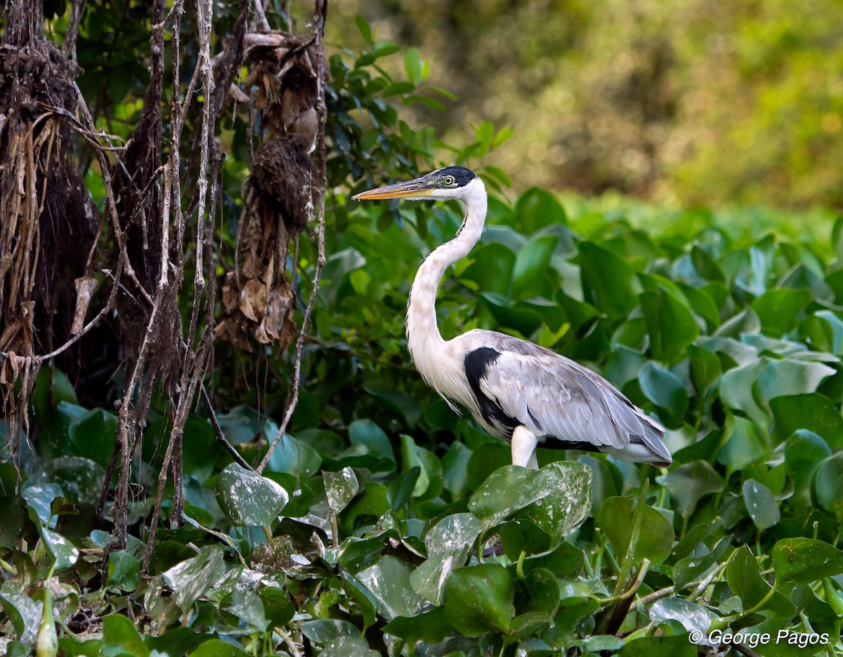 Cocoi Heron - George Pagos