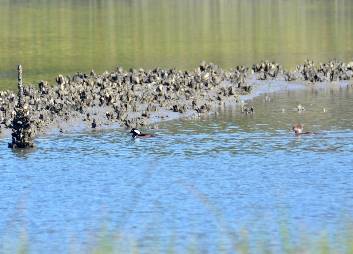 Hooded Merganser - ML124099021