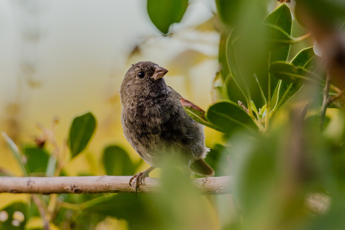 Black-faced Grassquit - ML124100271