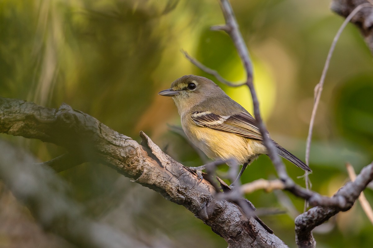 Kalın Gagalı Vireo - ML124100381