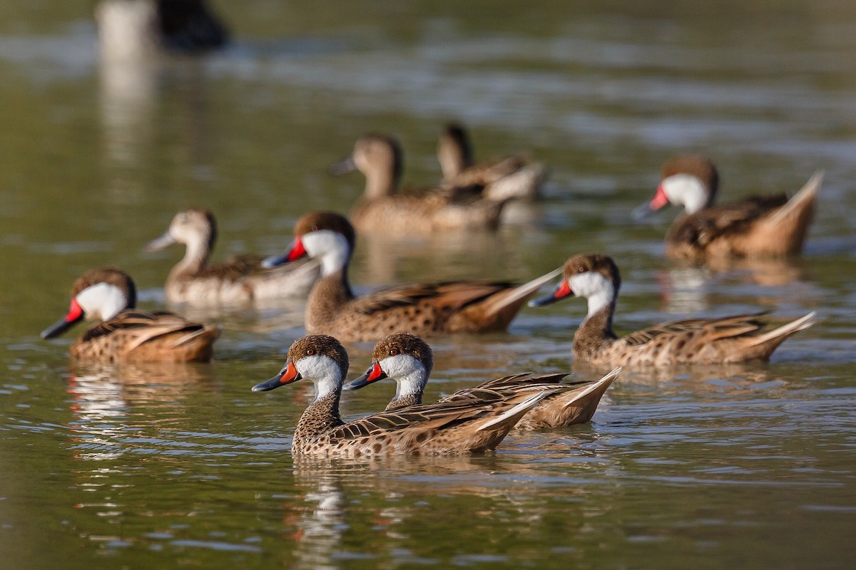 White-cheeked Pintail - ML124100441