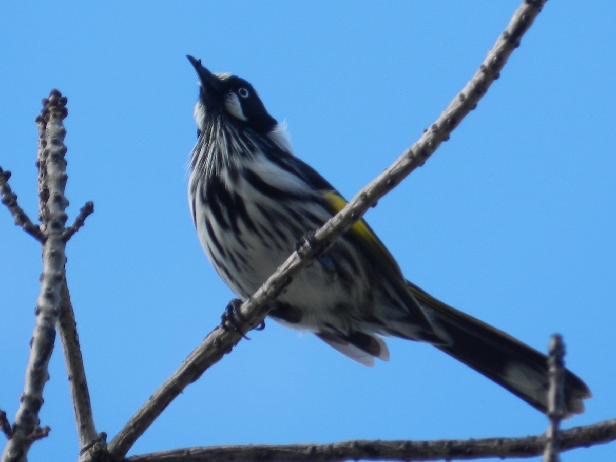 New Holland Honeyeater - ML124101911