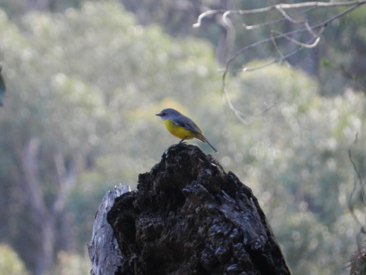 Eastern Yellow Robin - ML124101951