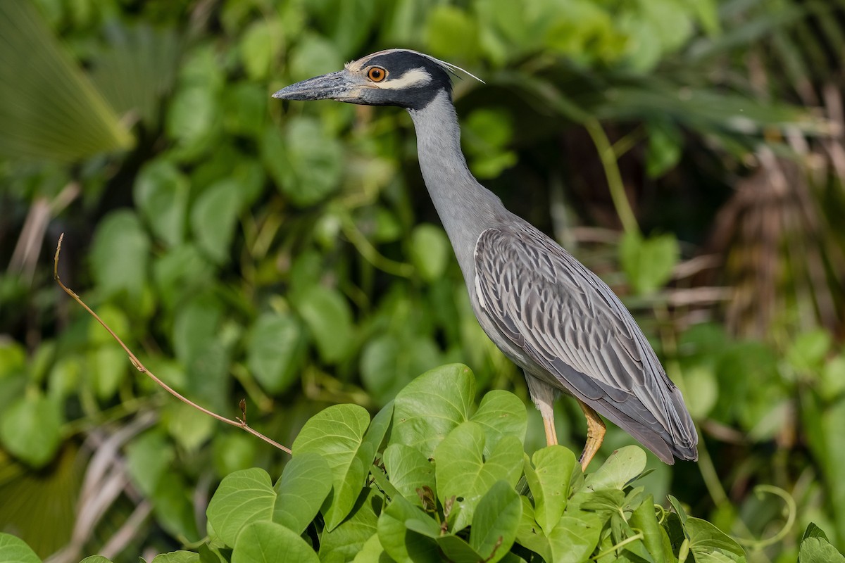 Yellow-crowned Night Heron - ML124102141