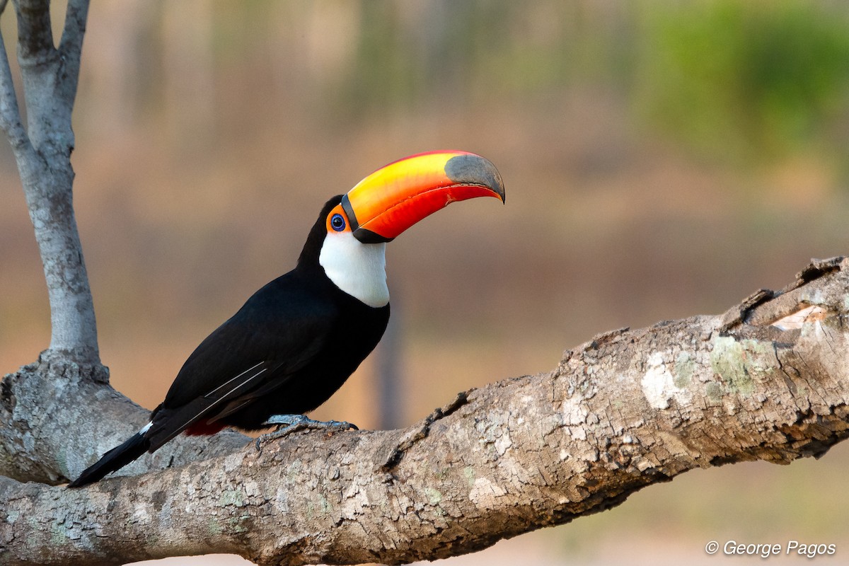 Toco Toucan - ML124104041