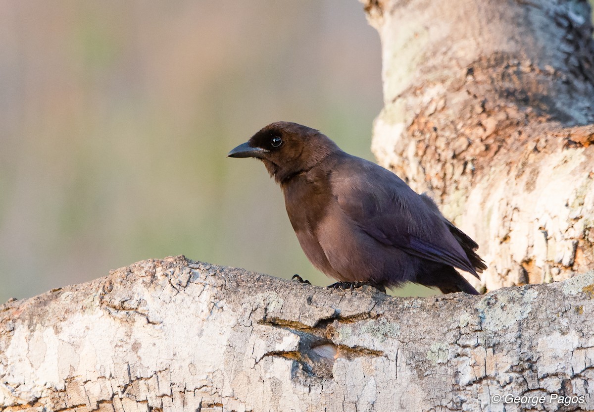 Purplish Jay - ML124104161