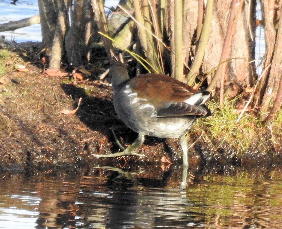 Common Gallinule - ML124104921