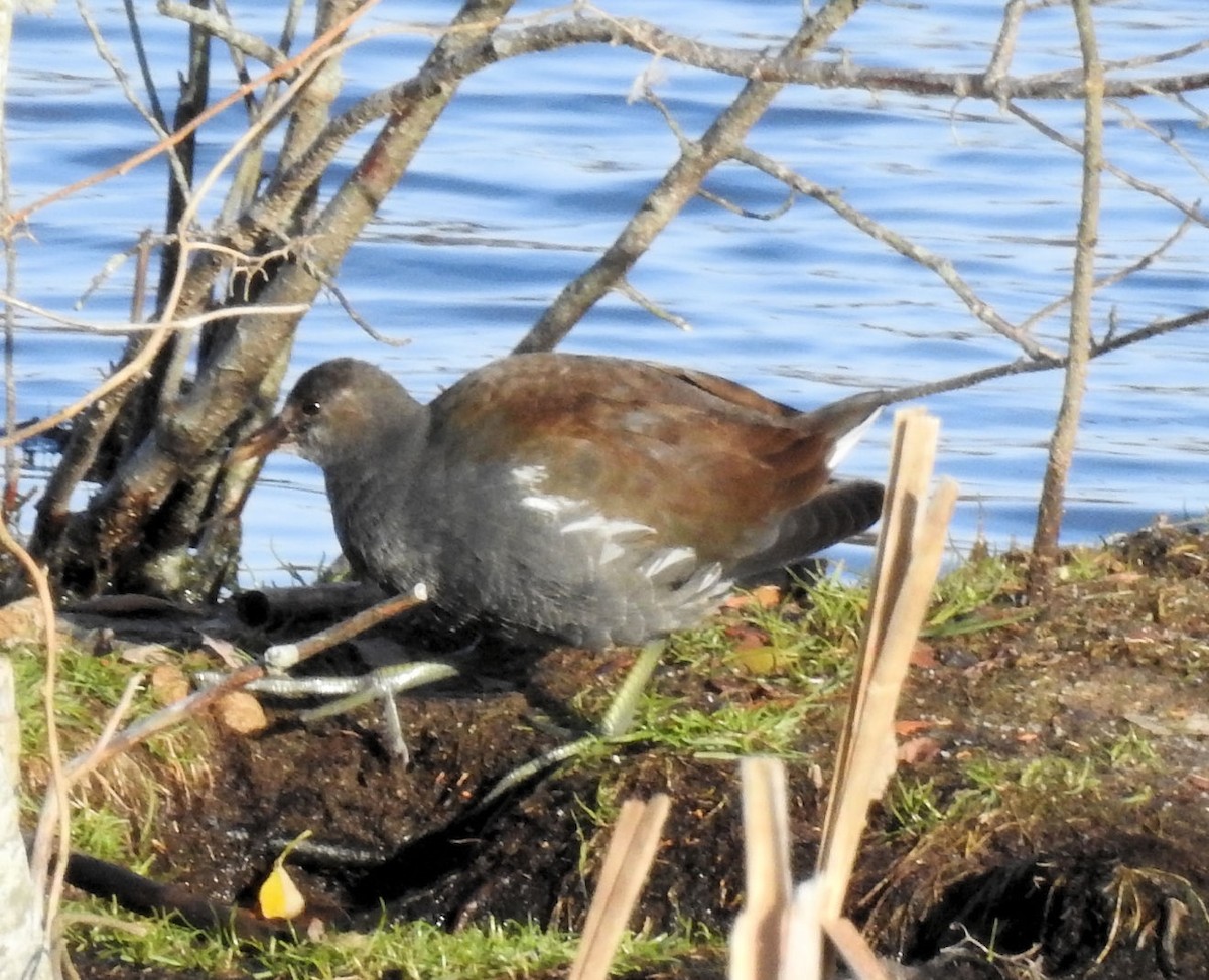 Common Gallinule - ML124104931