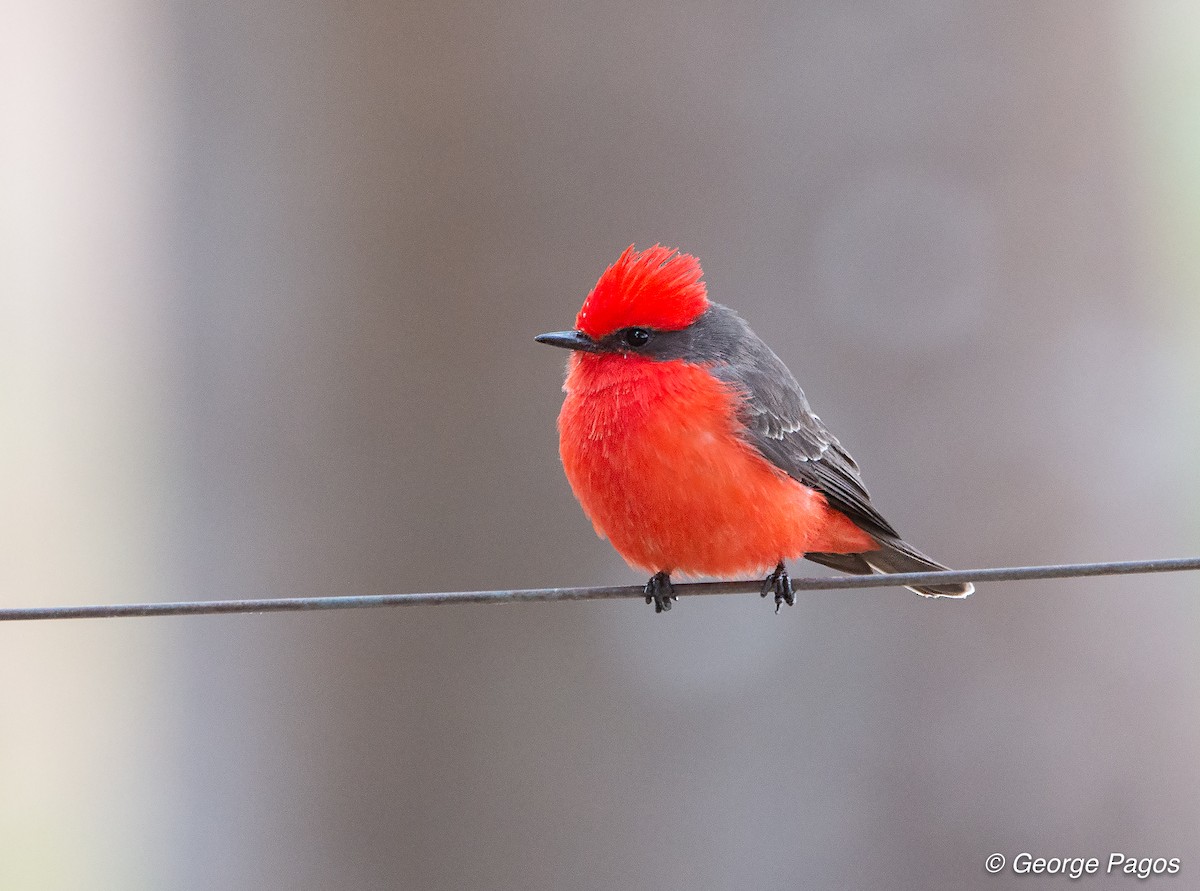 Vermilion Flycatcher - ML124104941