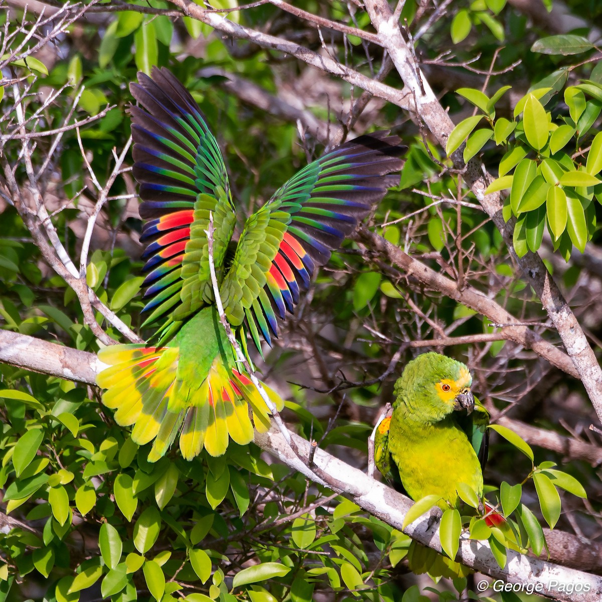 Turquoise-fronted Parrot - ML124105411