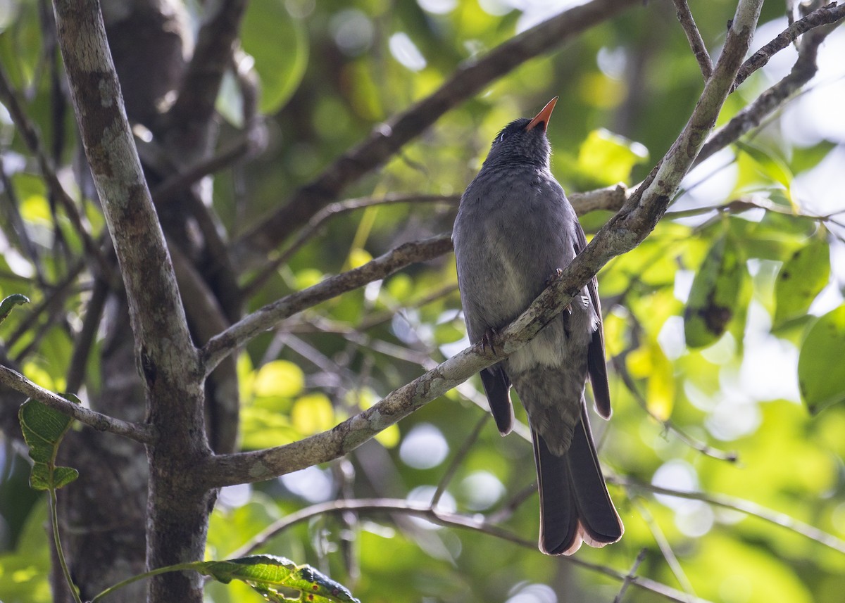 Madagaskar Kurşuni Arapbülbülü - ML124106441