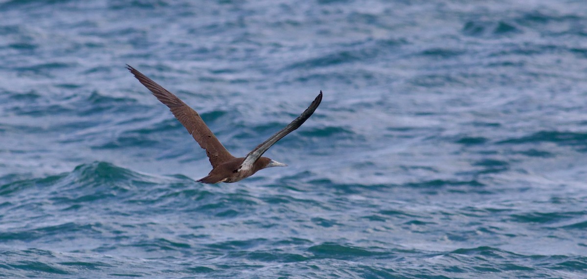 Brown Booby - ML124108521