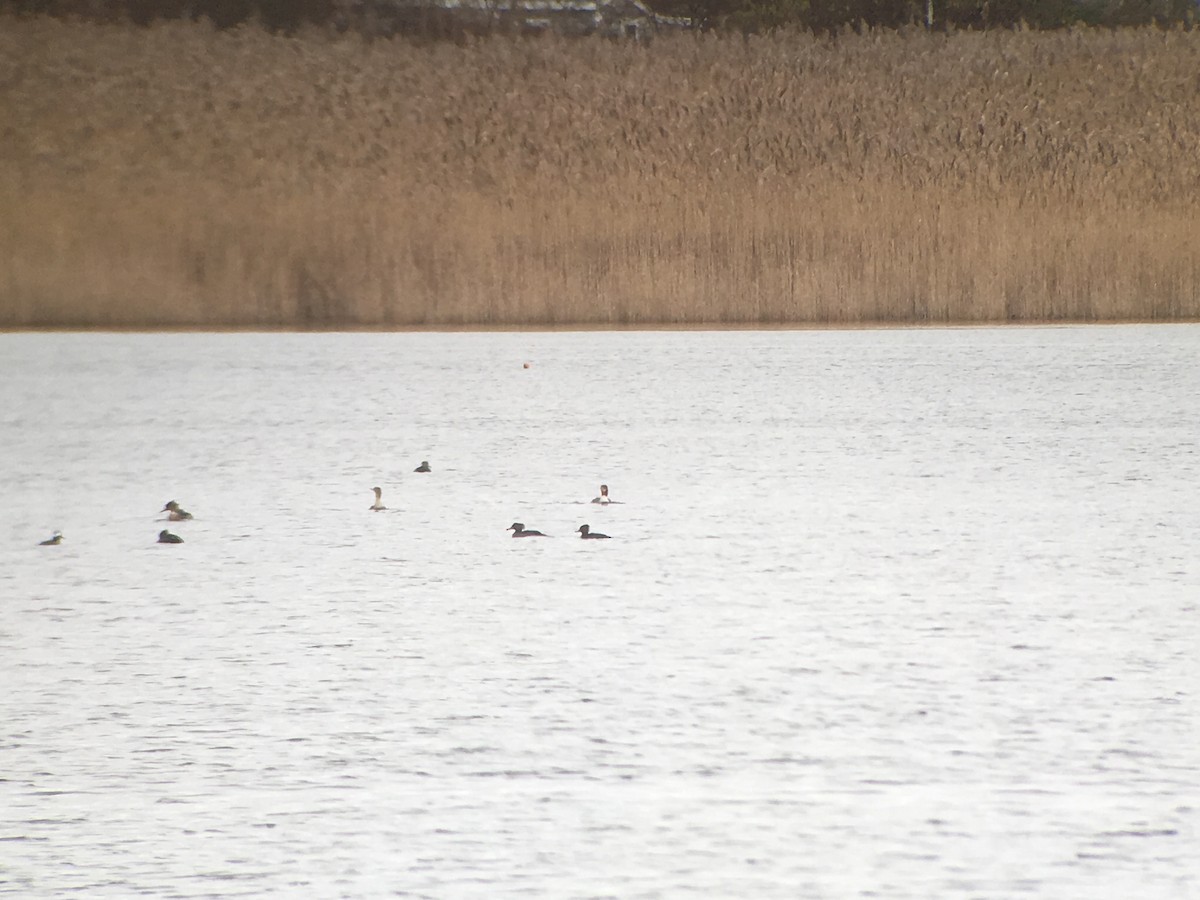 Common Merganser - Marshall Iliff