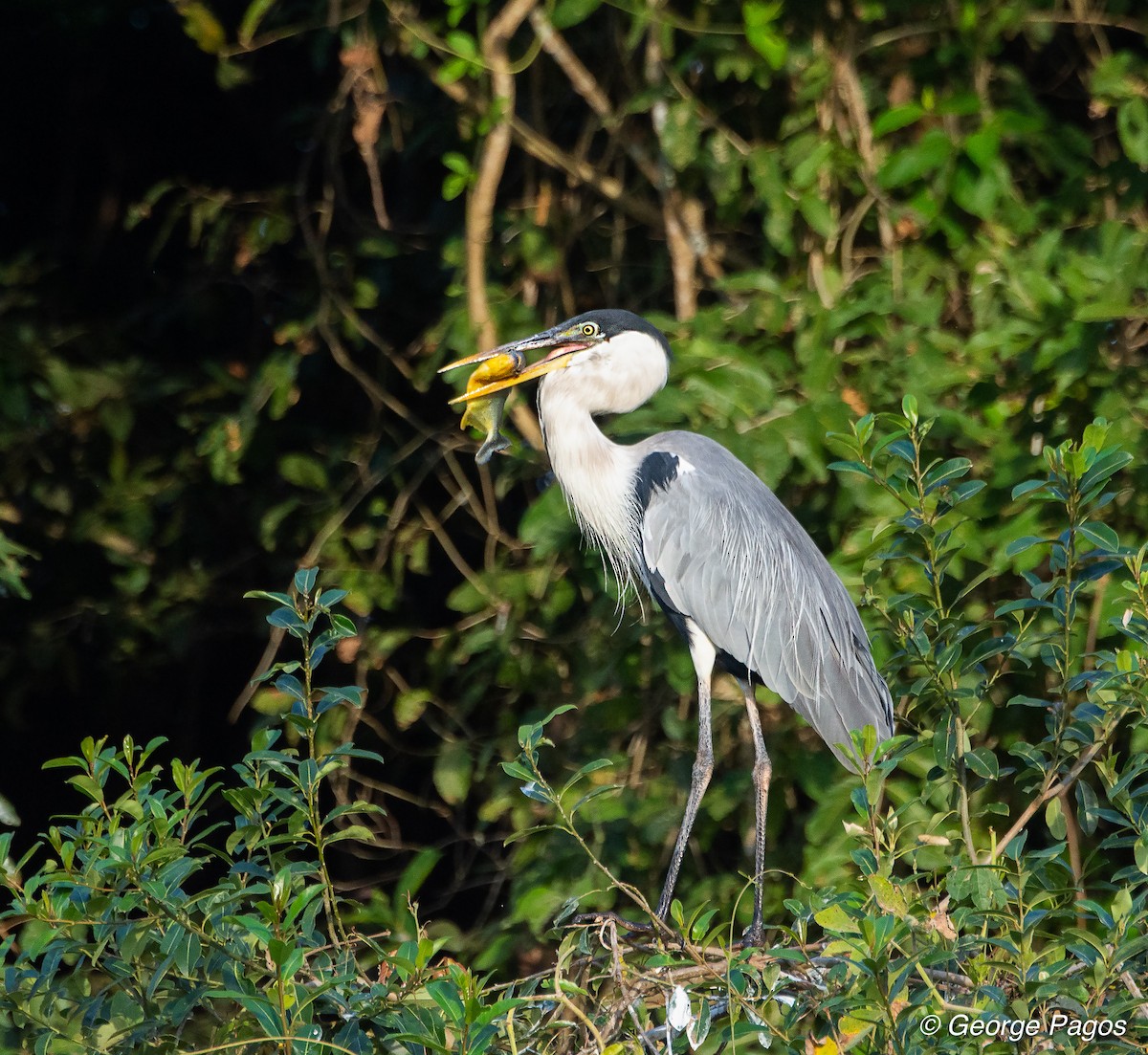 Cocoi Heron - George Pagos