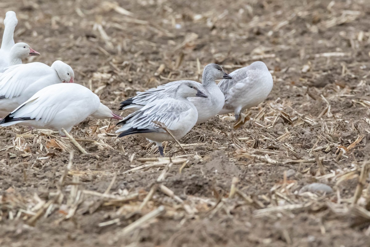 Snow Goose - ML124111121