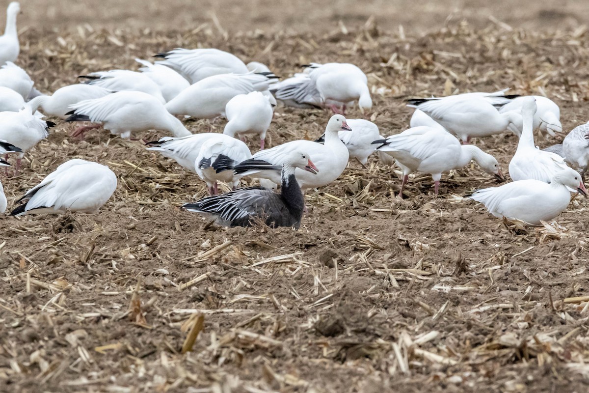 Snow Goose - ML124111141